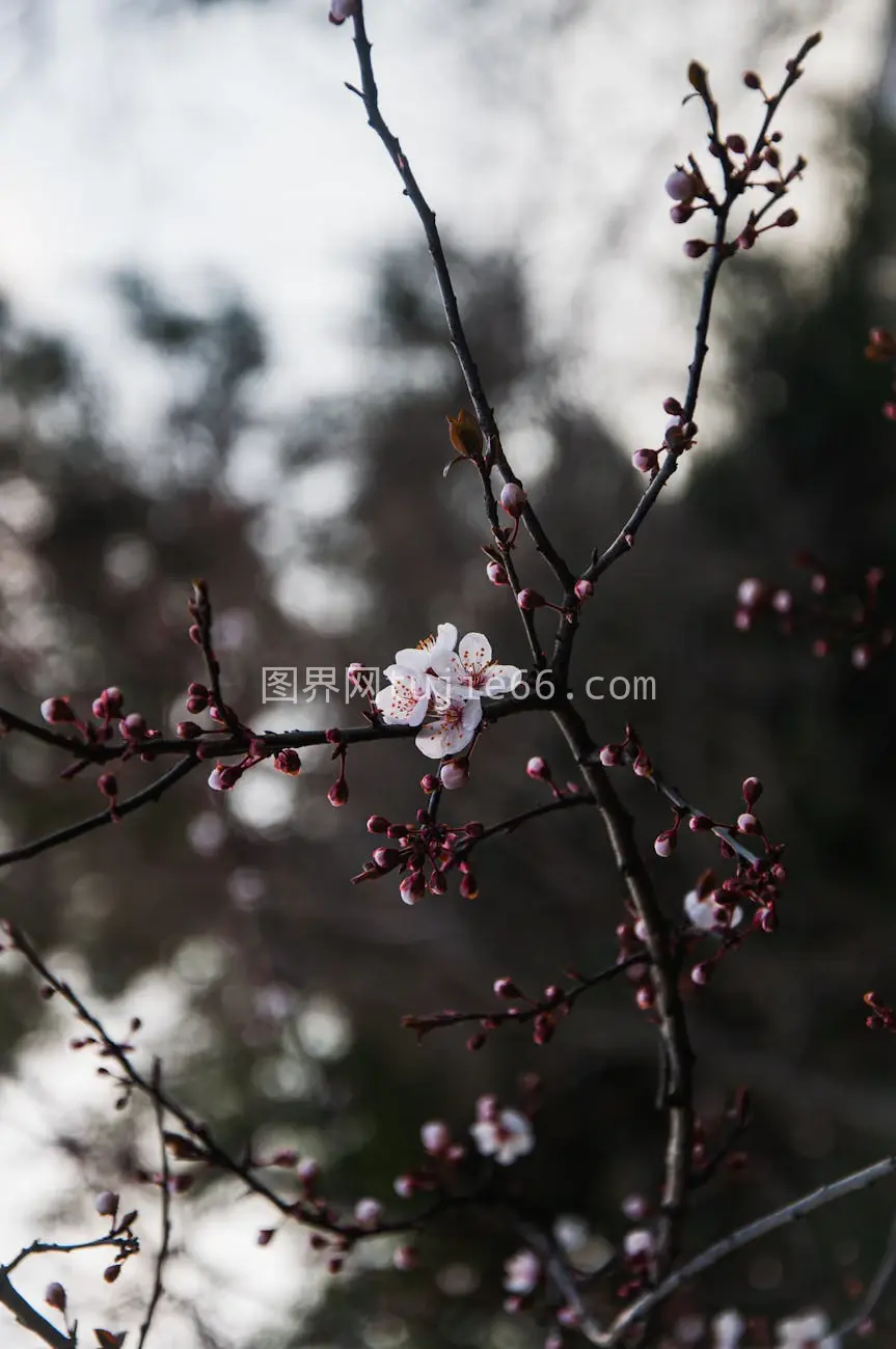 樱花树下小芽绽放，白花模糊映衬图片