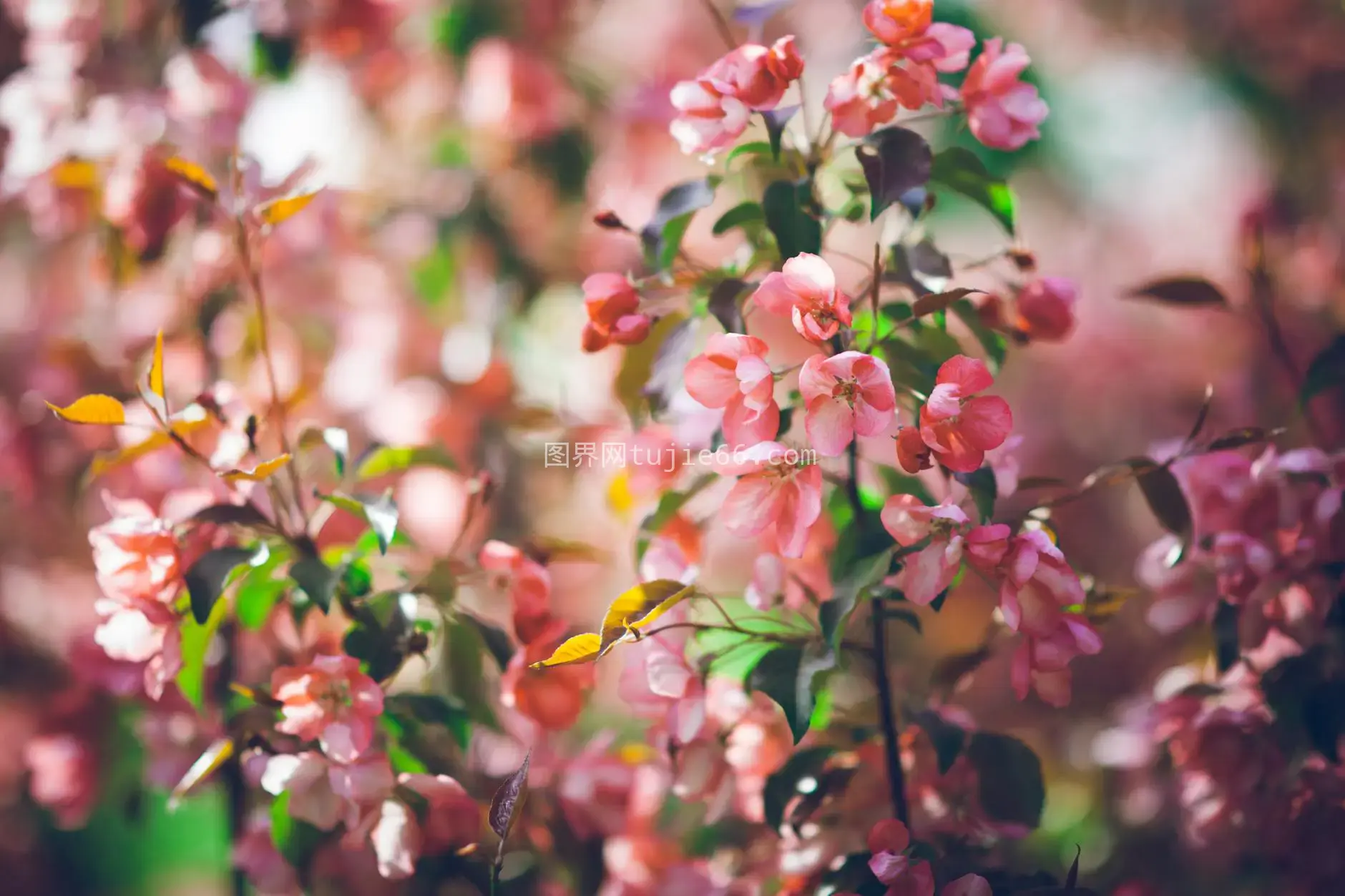 春花园粉嫩花朵特写图片