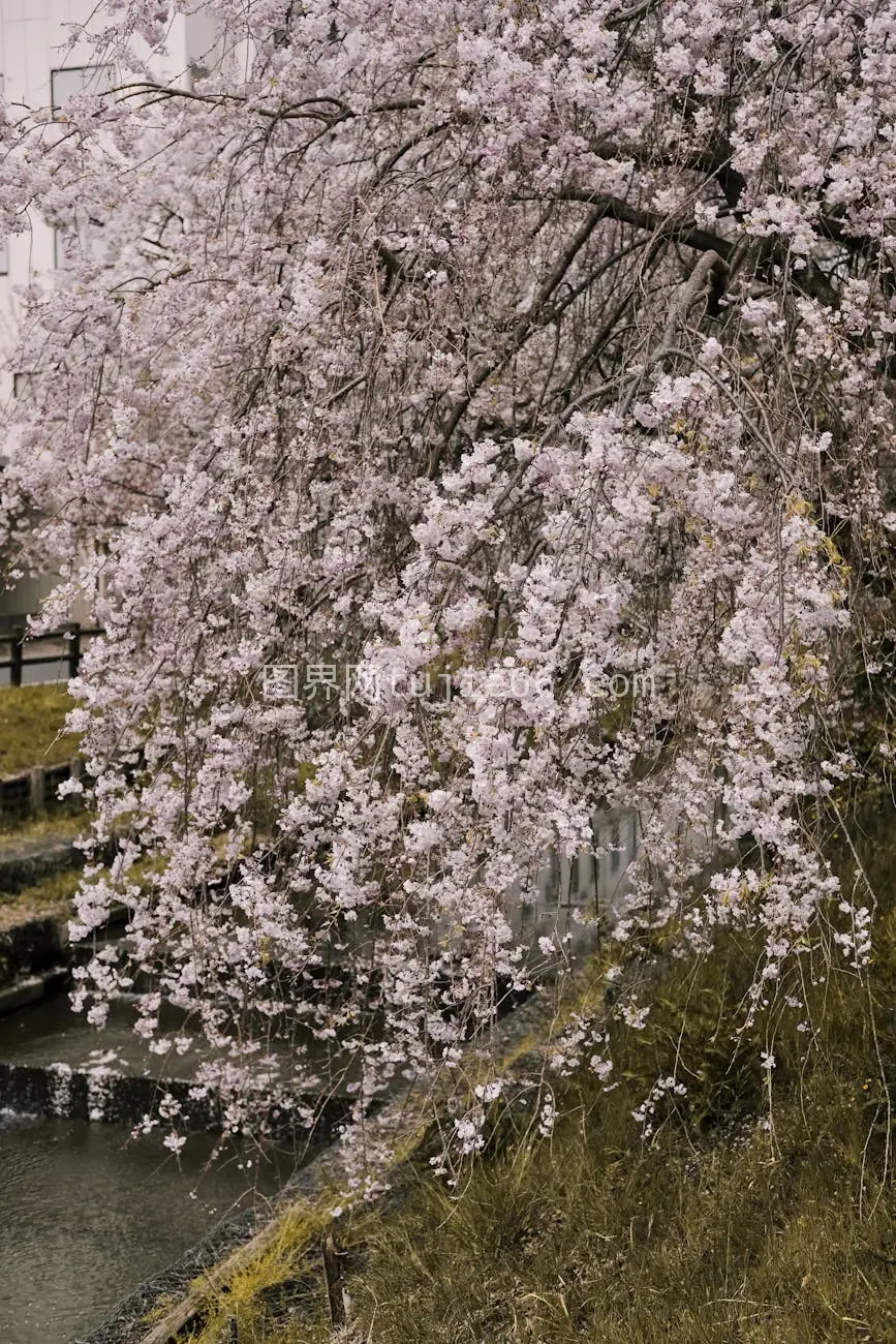 樱花溪流春色美图片