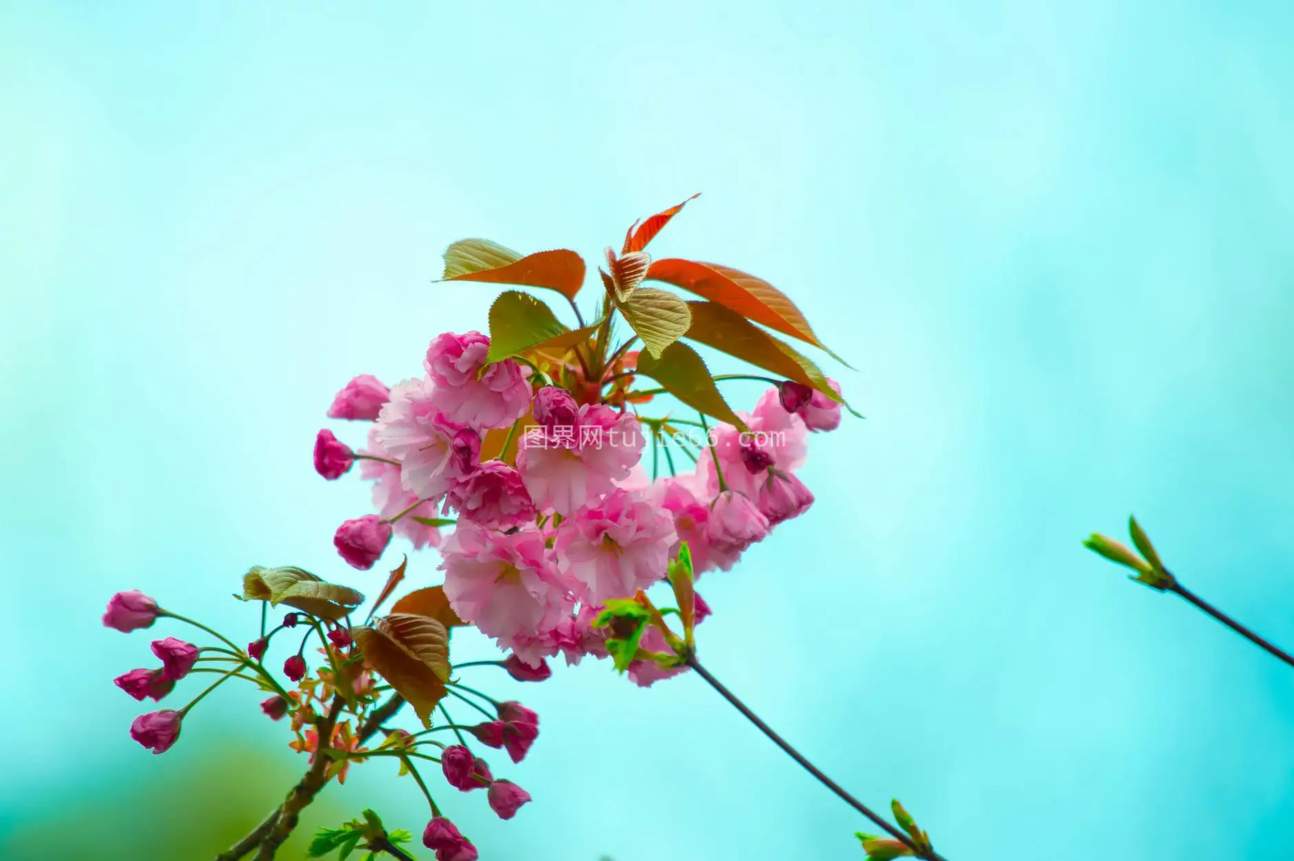 樱花特写映衬蓝天春之美图片