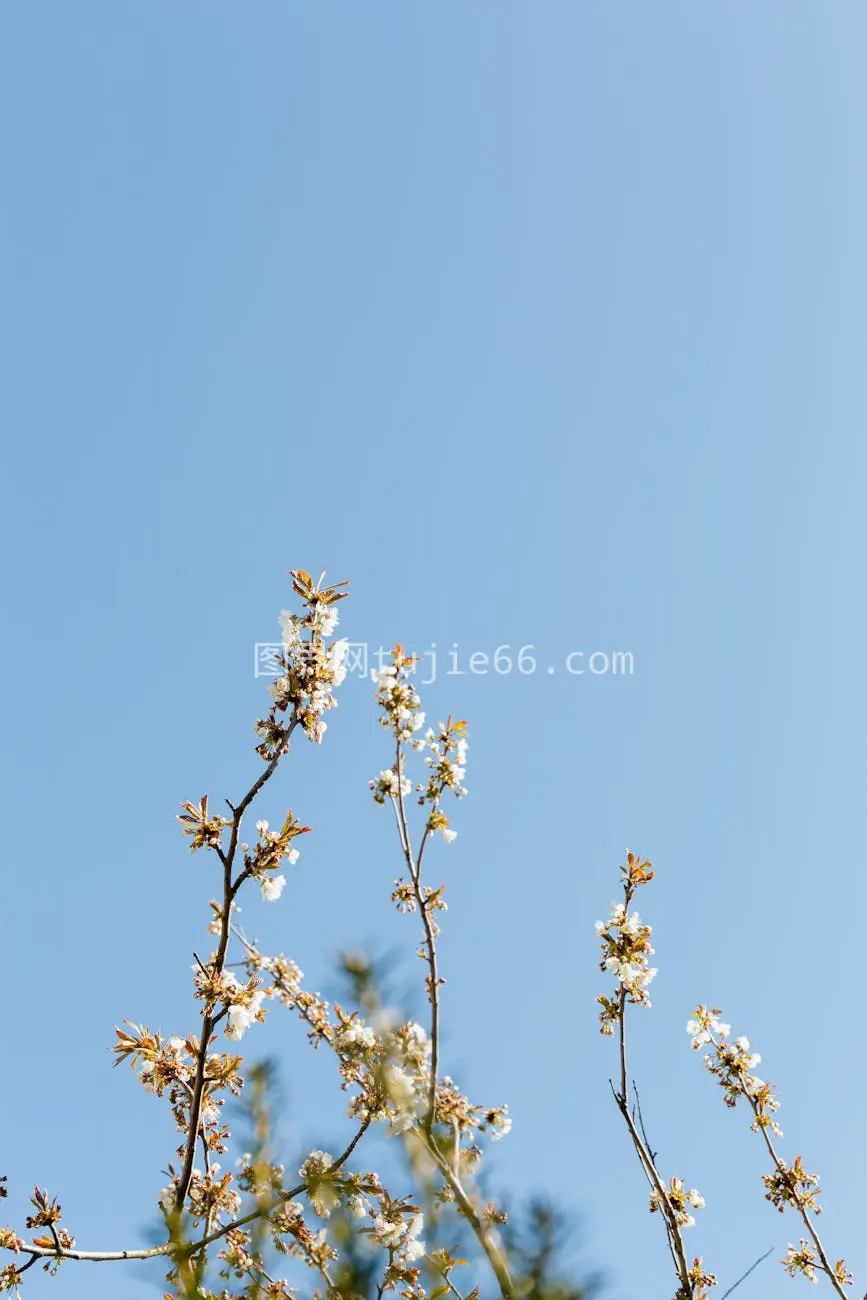 樱花盛开映蓝天春日静美图片