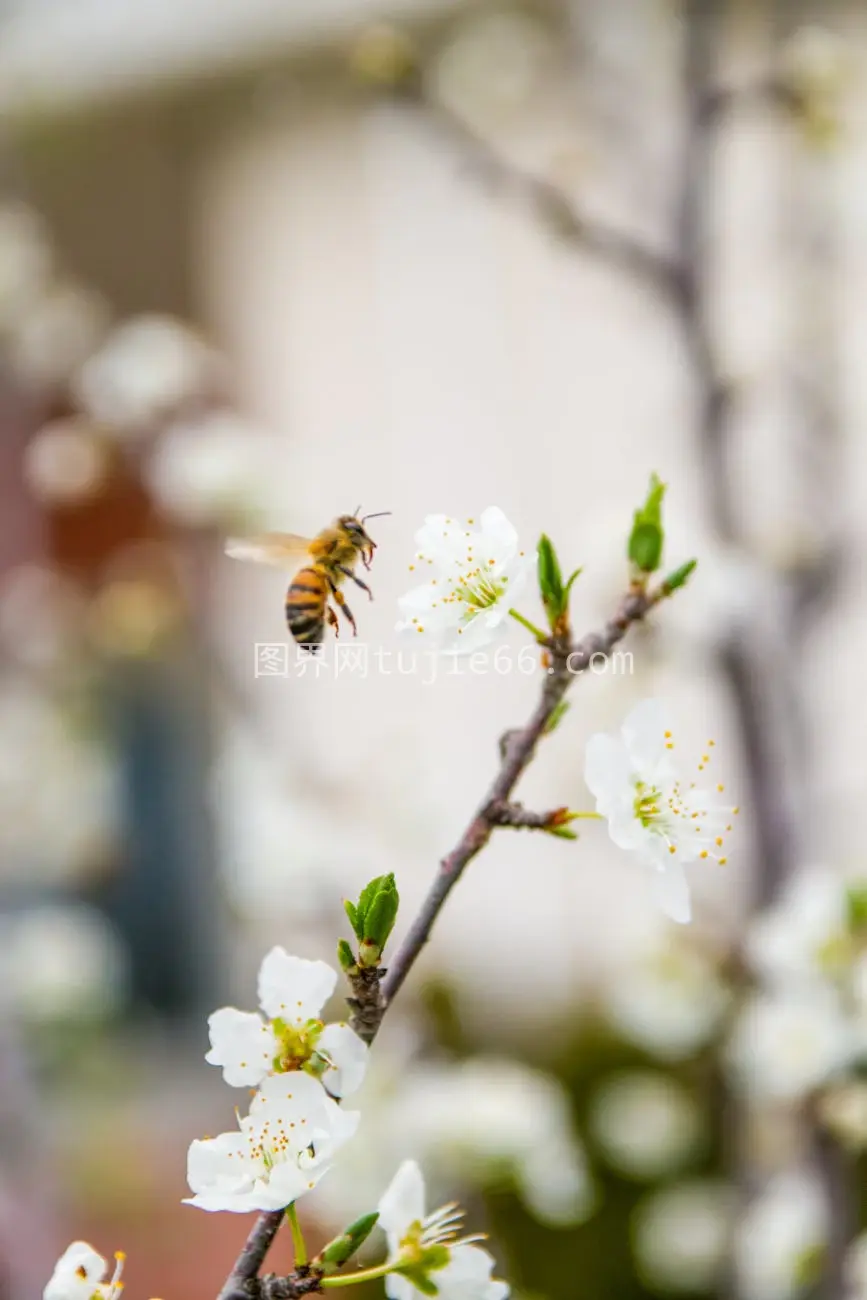 蜜蜂春日樱花授粉瞬间图片