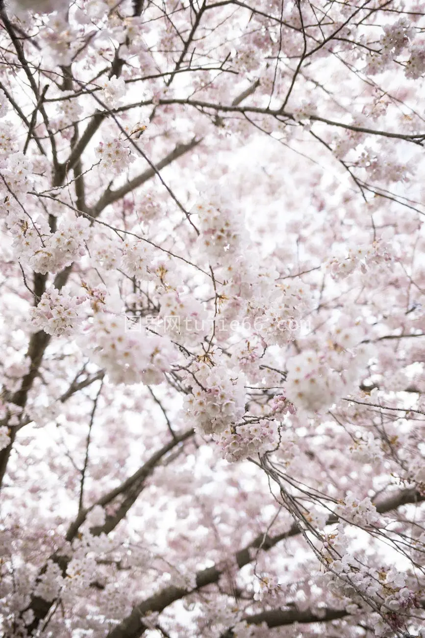 春日樱花特写花瓣图片