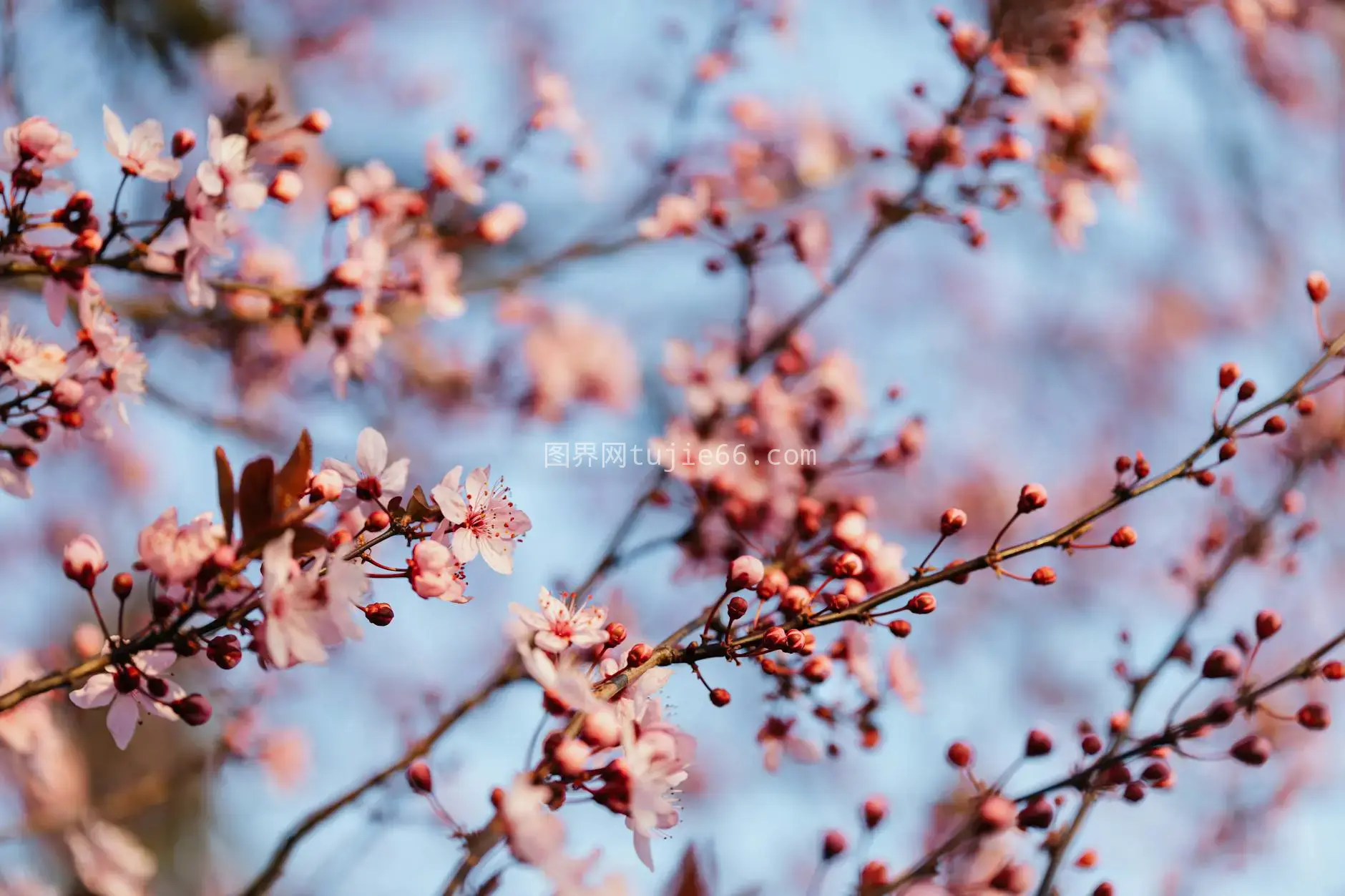 春日樱花特写映衬蓝天图片