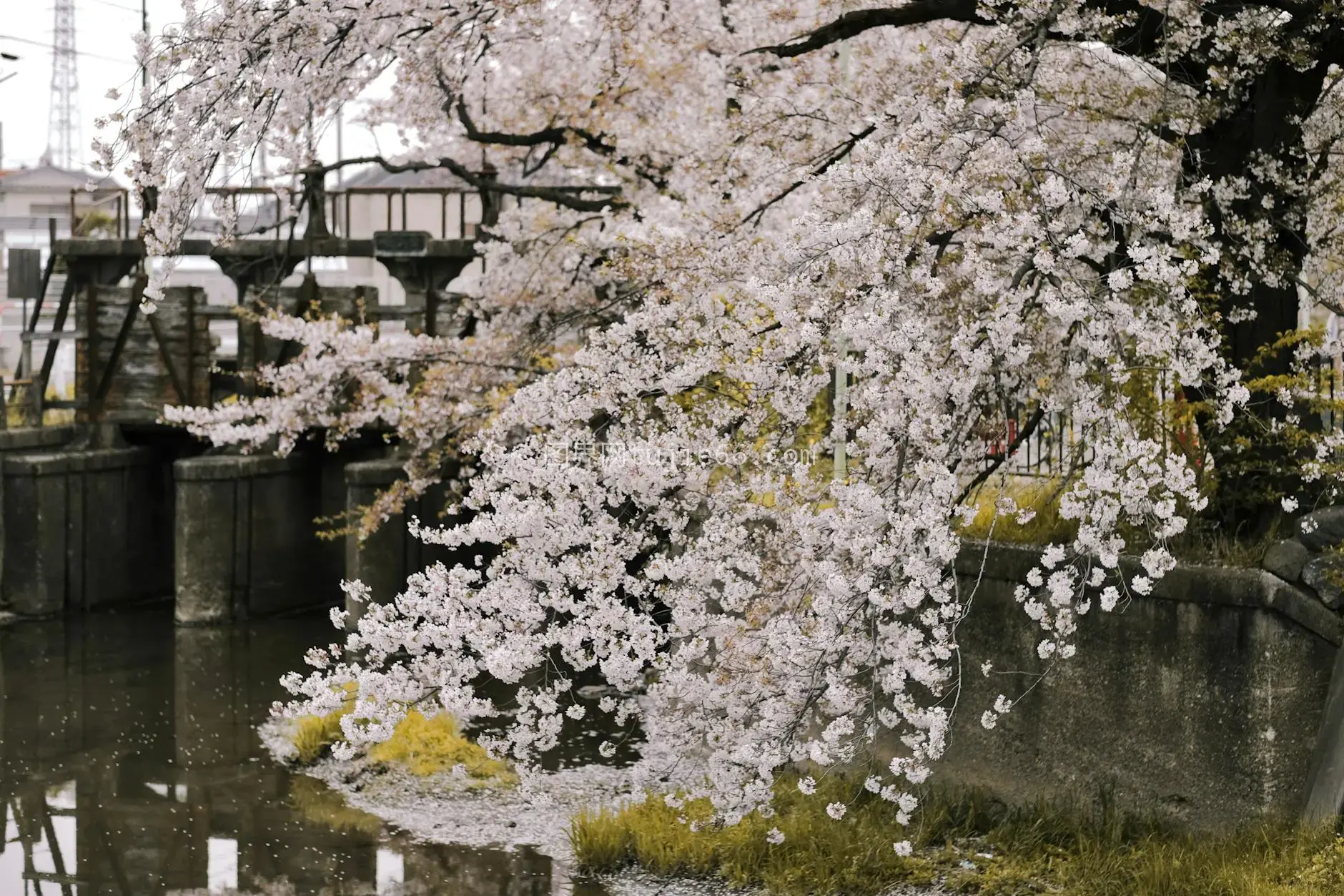 樱花河畔春景安宁图片