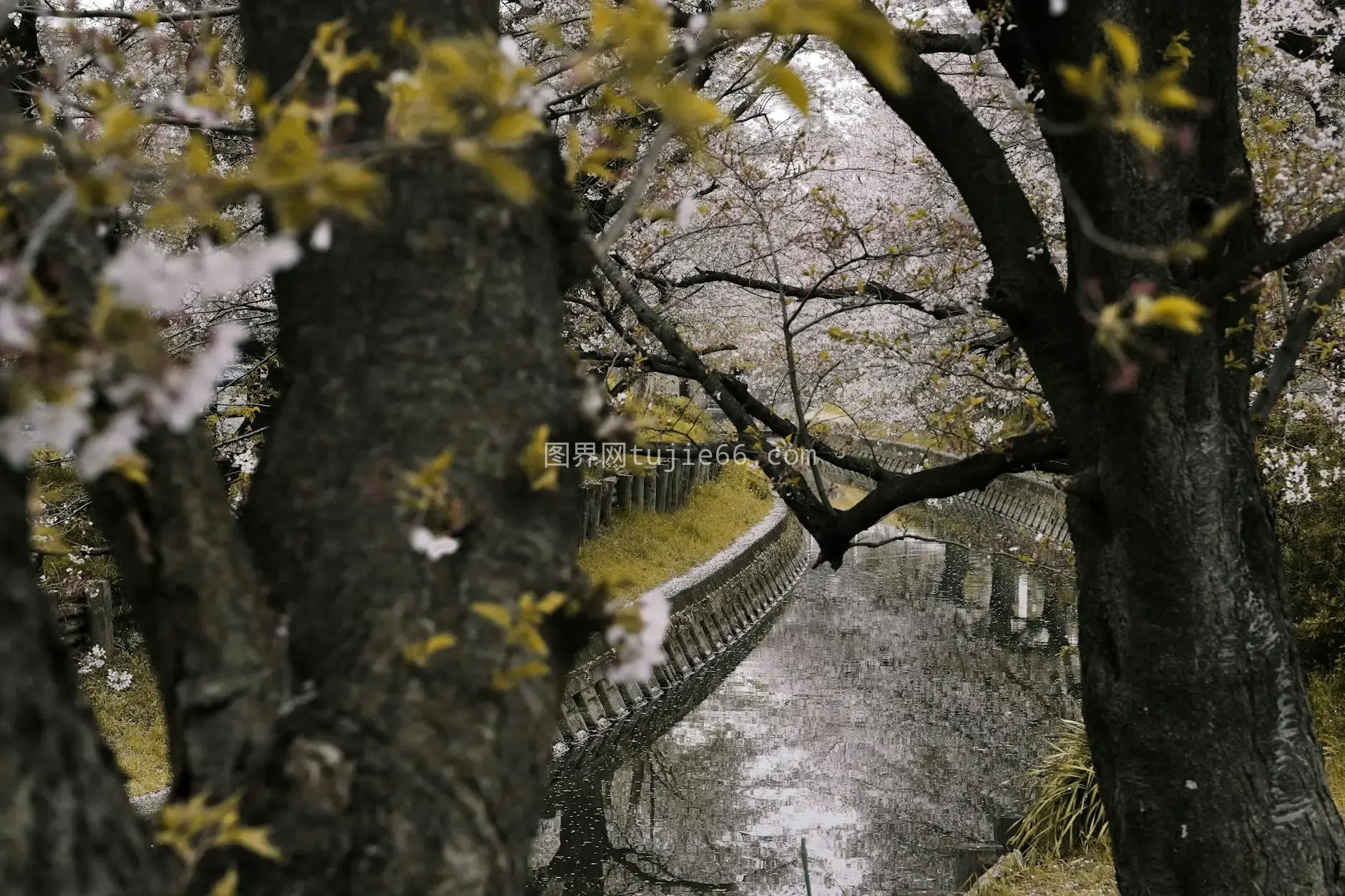 樱花环绕春河静景图片