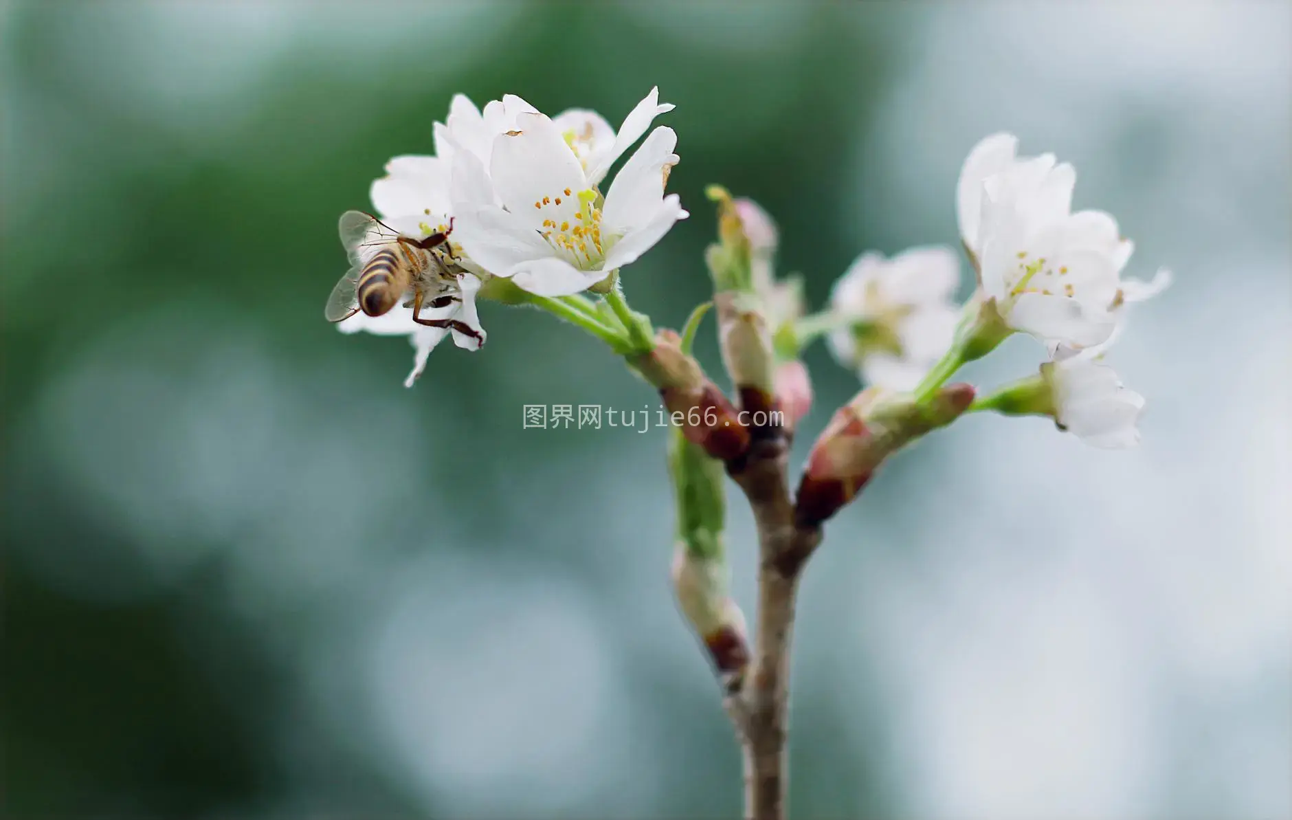 春日蜜蜂樱花授粉特写图片