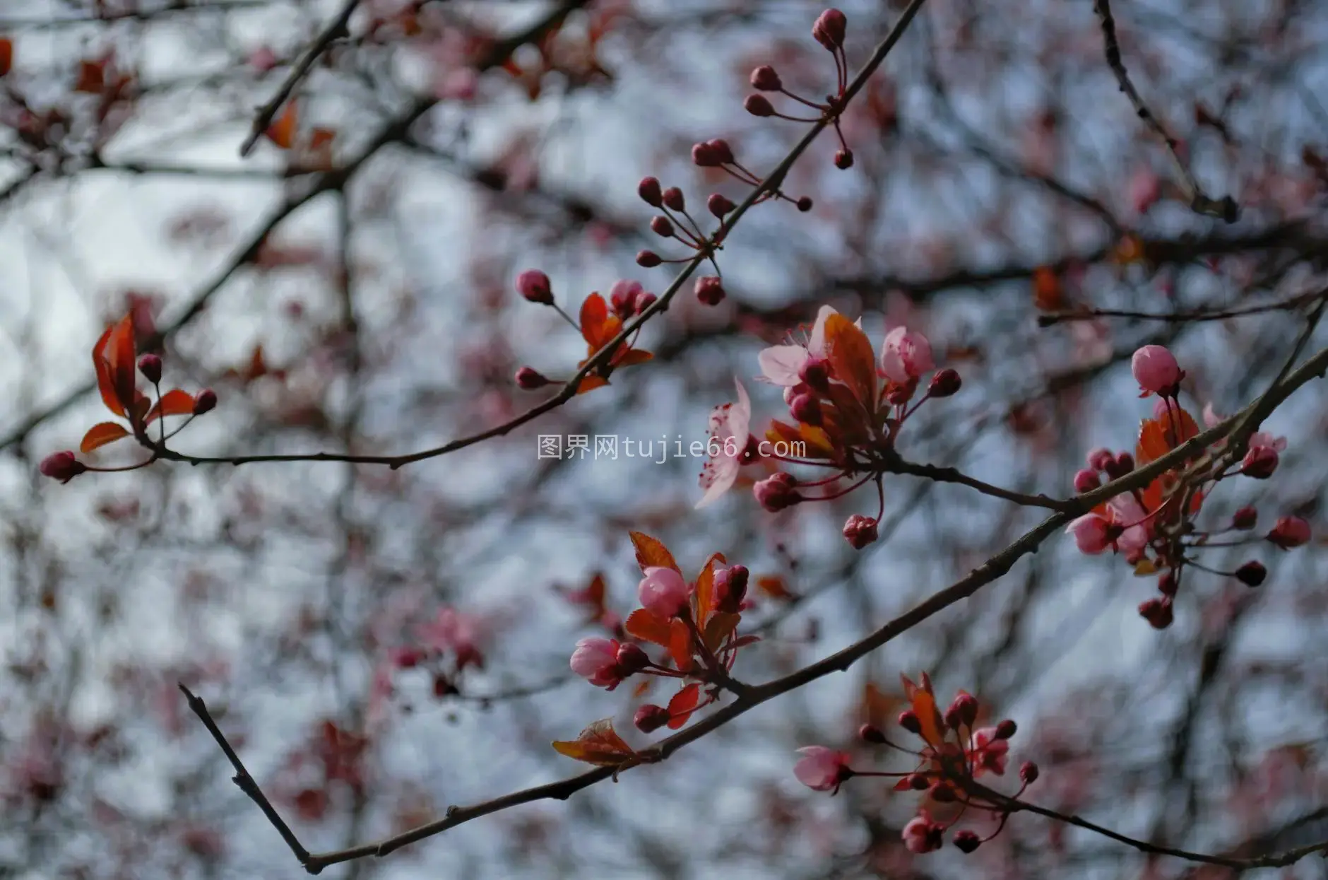 春樱花树枝粉花景图片