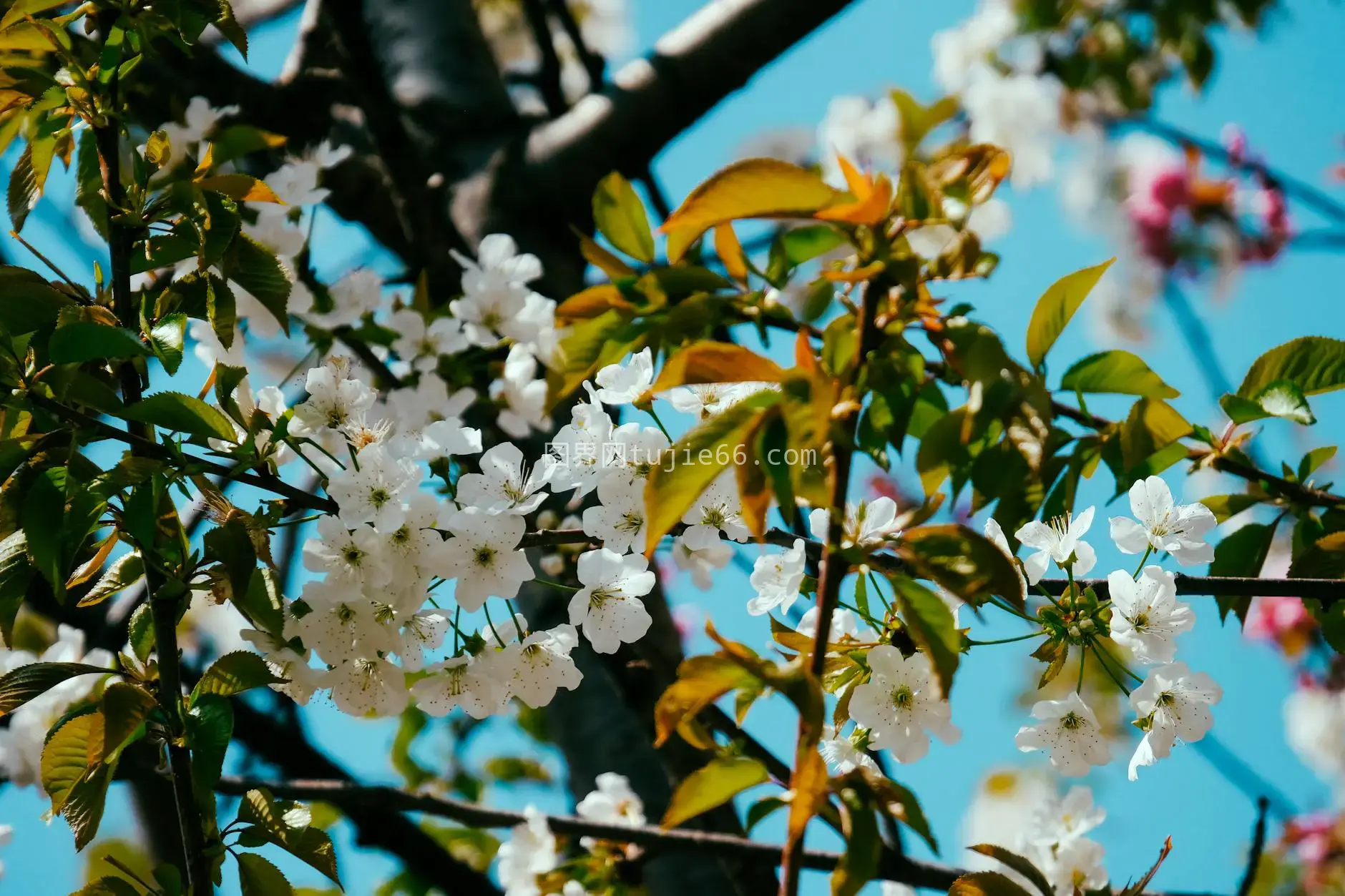 樱花枝条蓝天春色特写图片