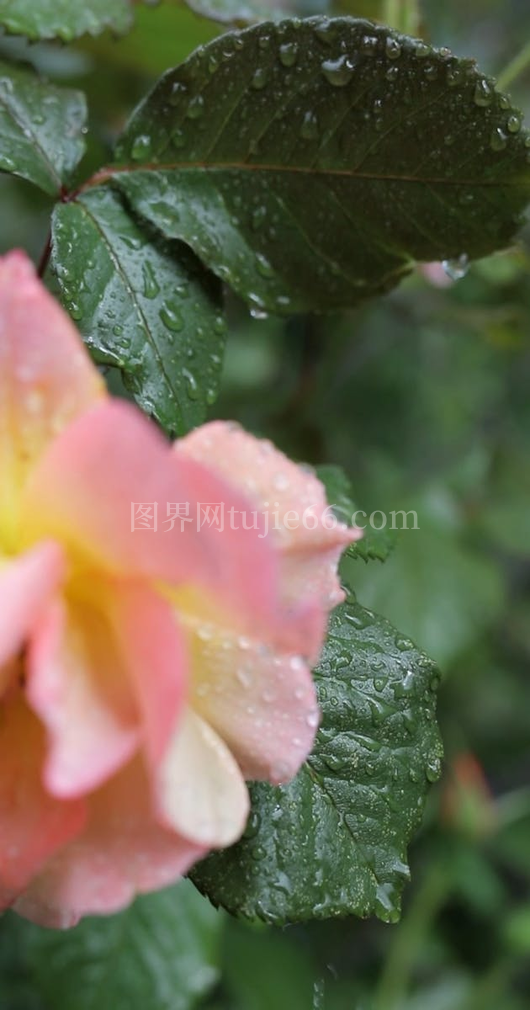 雨中花朵特写视频集锦