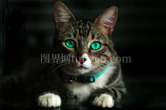 橘猫特写绿色眼胡须抢镜