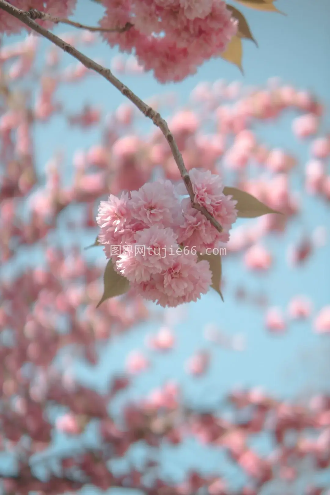 粉色樱花特写摄影美图呈现图片