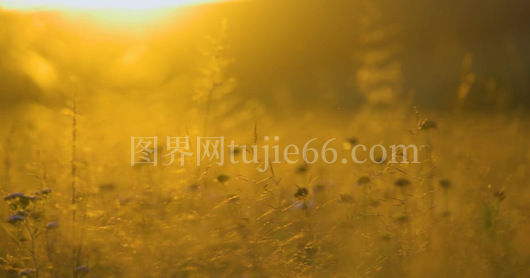 花田特写视频片段展示