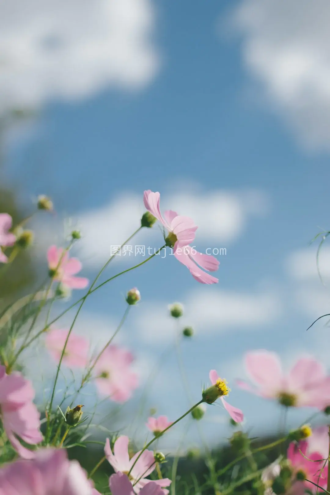 粉色花朵摄影聚焦图片