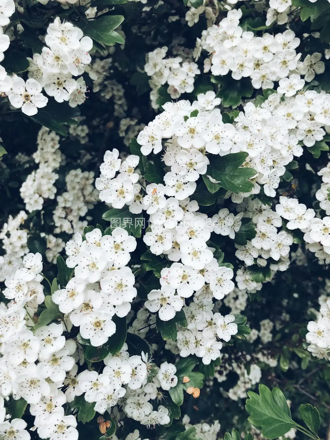 白色花瓣花朵映衬春色图片