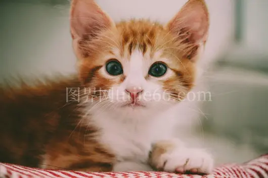 橘白小猫引人注目蓬松毛