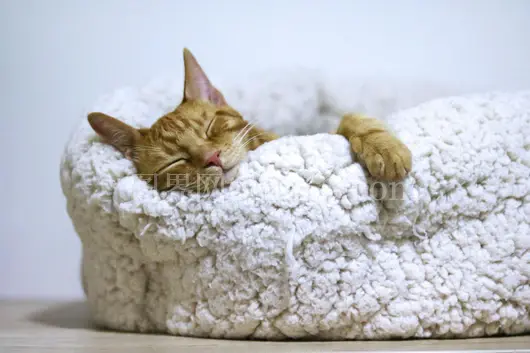 小橘猫安静睡篮中