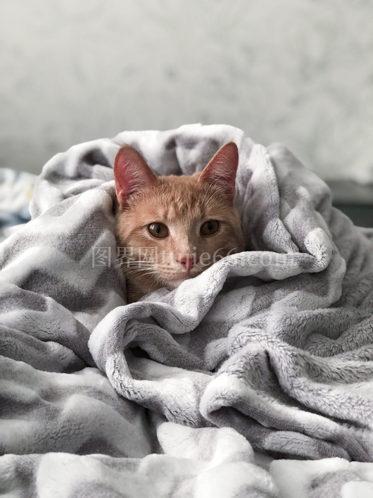 虎斑猫柔软毯中温暖舒适