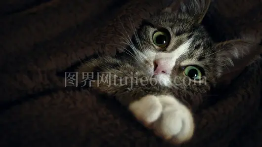 虎斑猫毯中绿眸特写