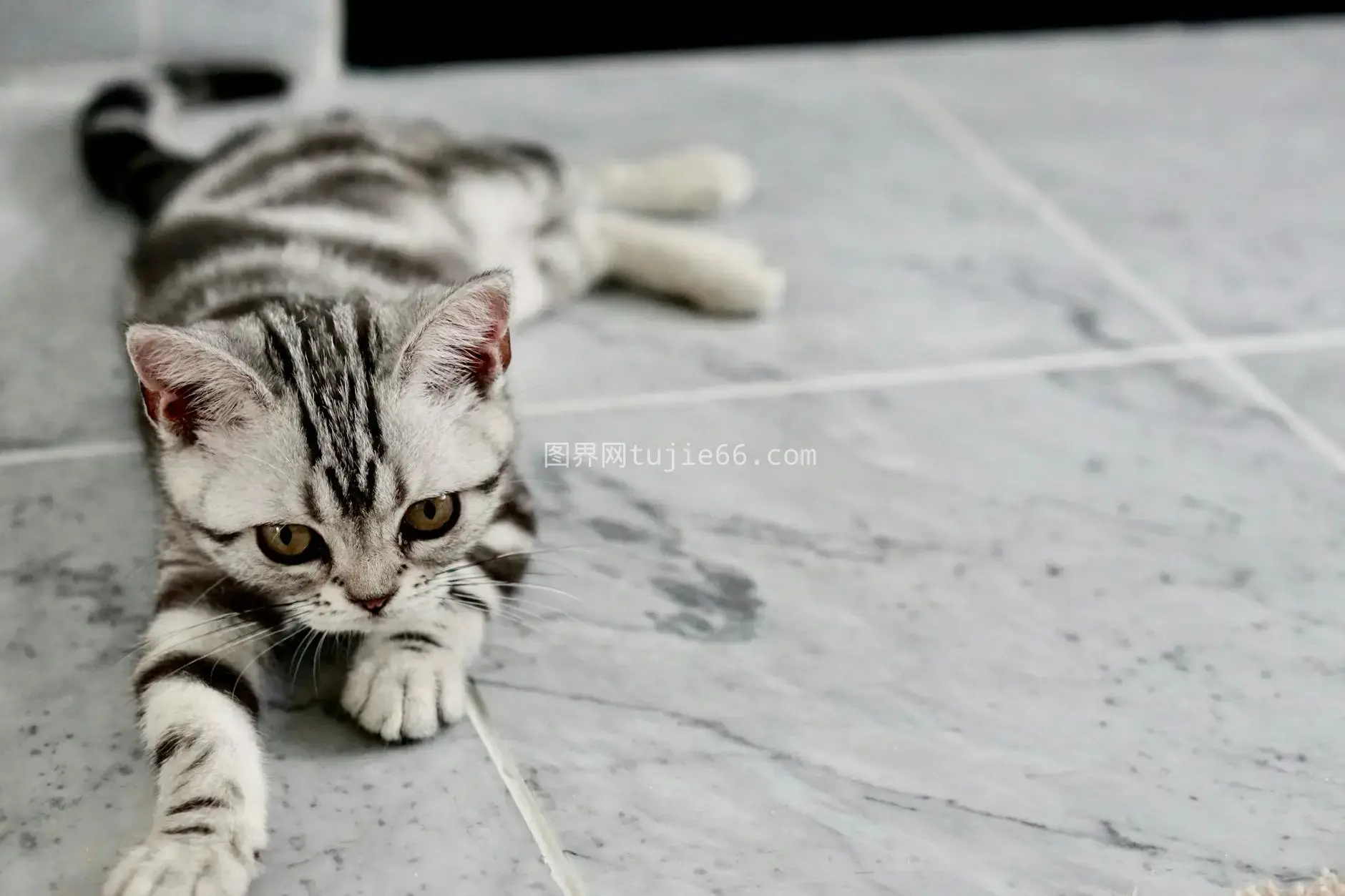 虎斑猫大理石地板玩耍近景图片