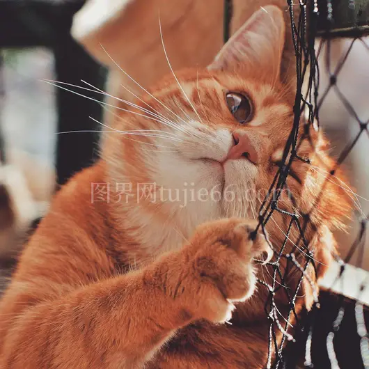 橘猫愉快玩网围栏