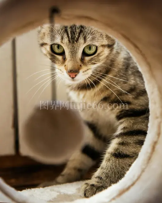 虎斑猫专注玩具球室内景