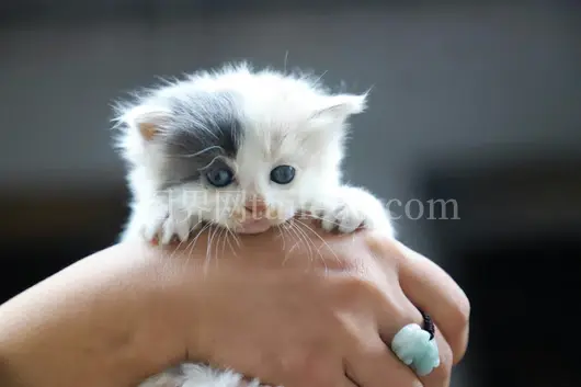 灰白小猫手捧可爱面孔