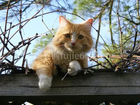 橘猫阳光下探索木栅栏