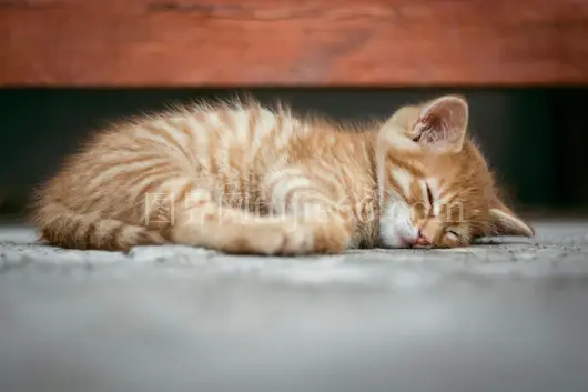 橘猫安静睡姿呈现宁静时刻
