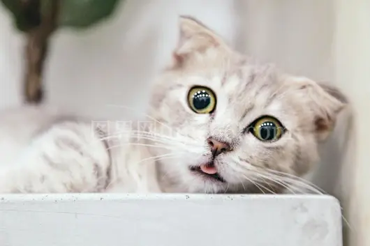 曼基康小猫眼神活泼可爱