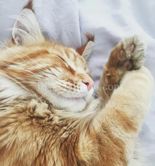 毛茸茸虎斑猫安睡室内显爪须