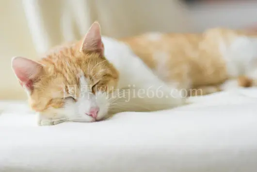 橘猫睡软床放松态