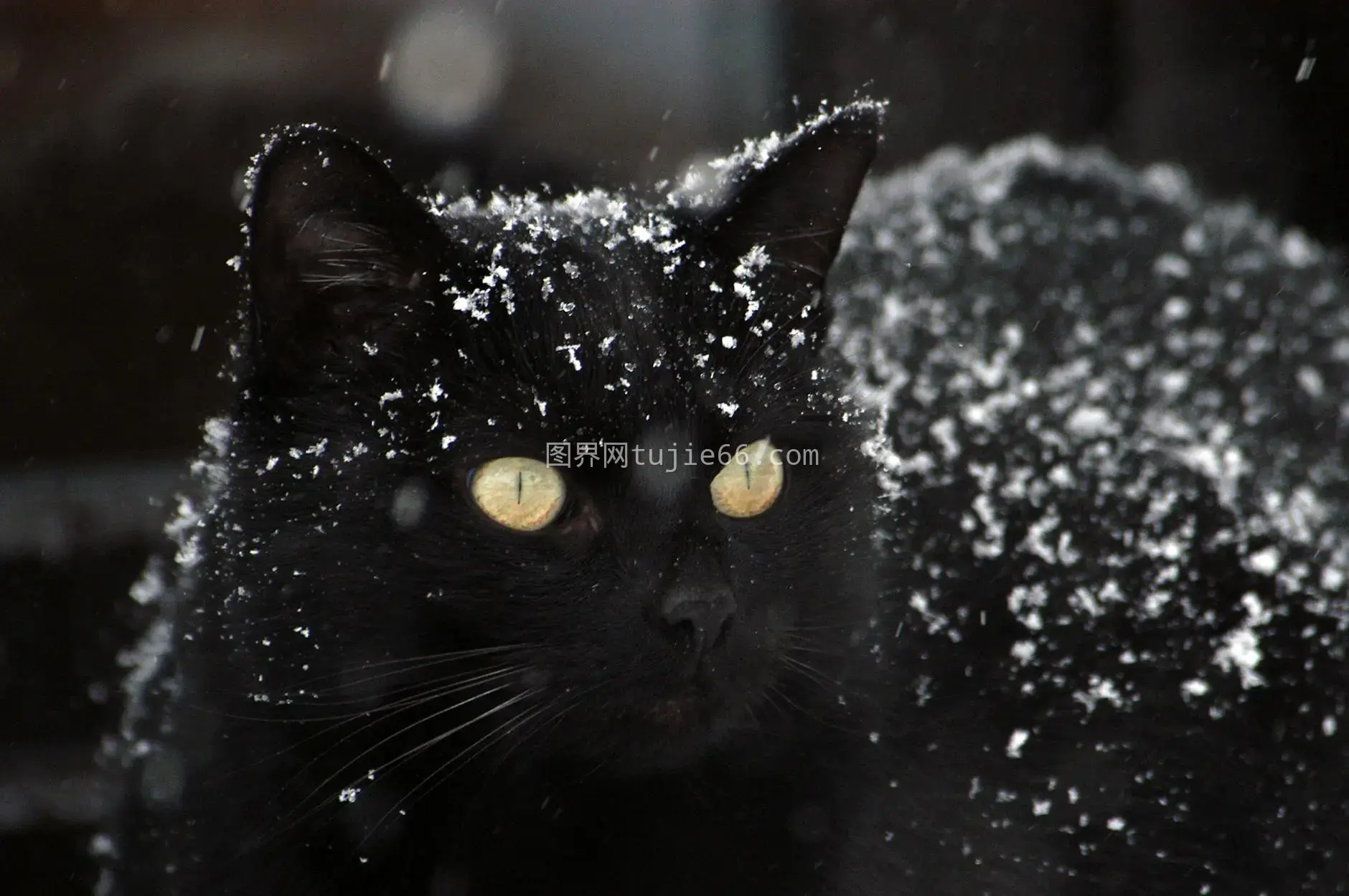 雪地黑猫黄色眼眸特写图片