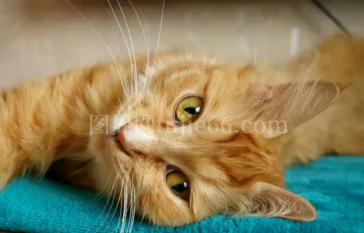 橘猫靛毯绿眼高清特写