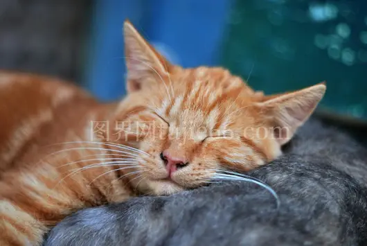 橘猫闭眼睡姿展现宁静柔和