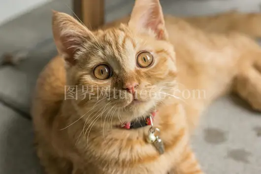 橘猫明眸舒适休活泼好奇