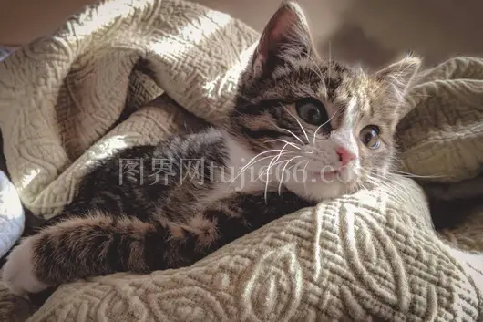 虎斑猫舒适卧毯