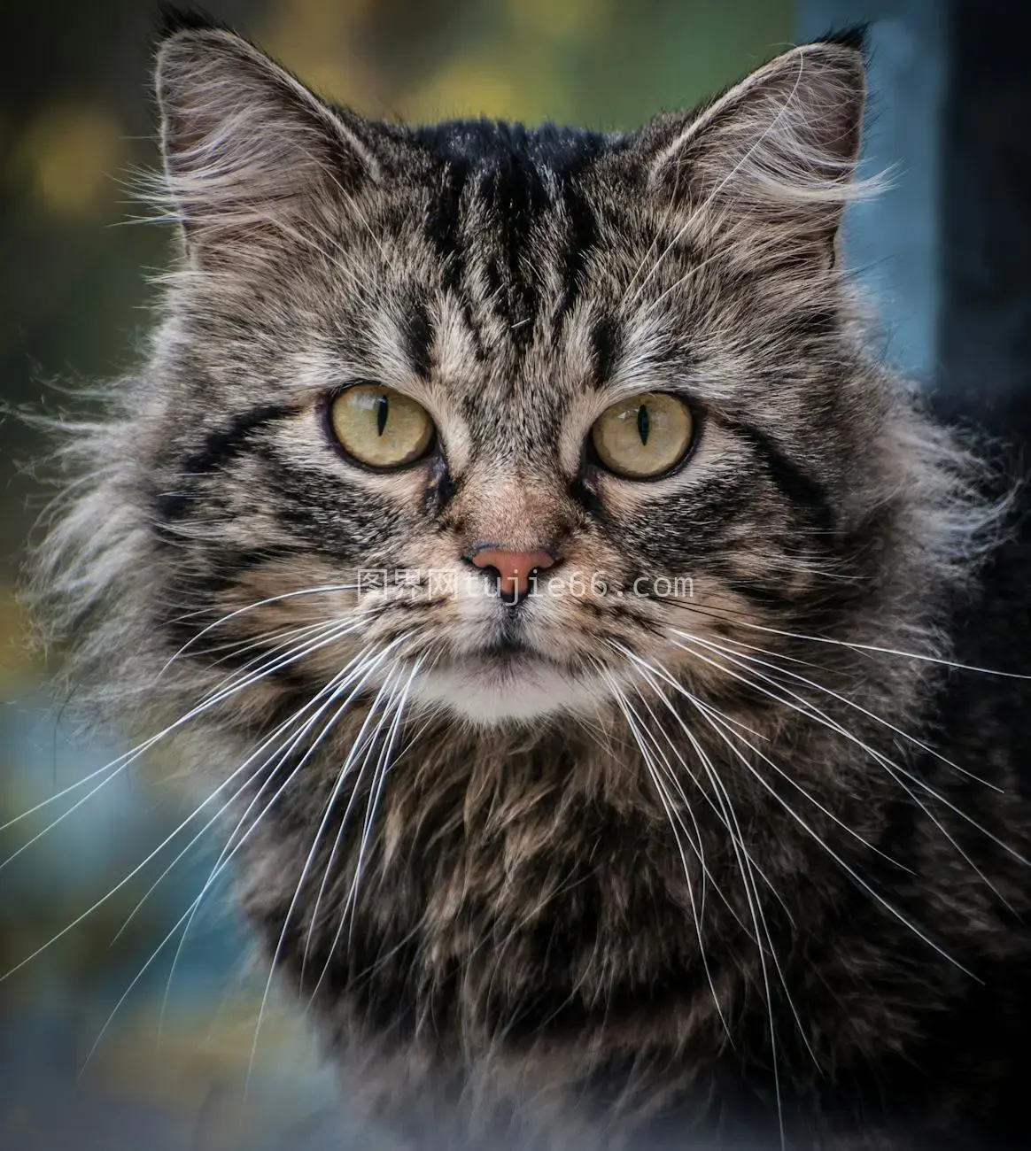 可爱橘猫特写眼神胡须图片