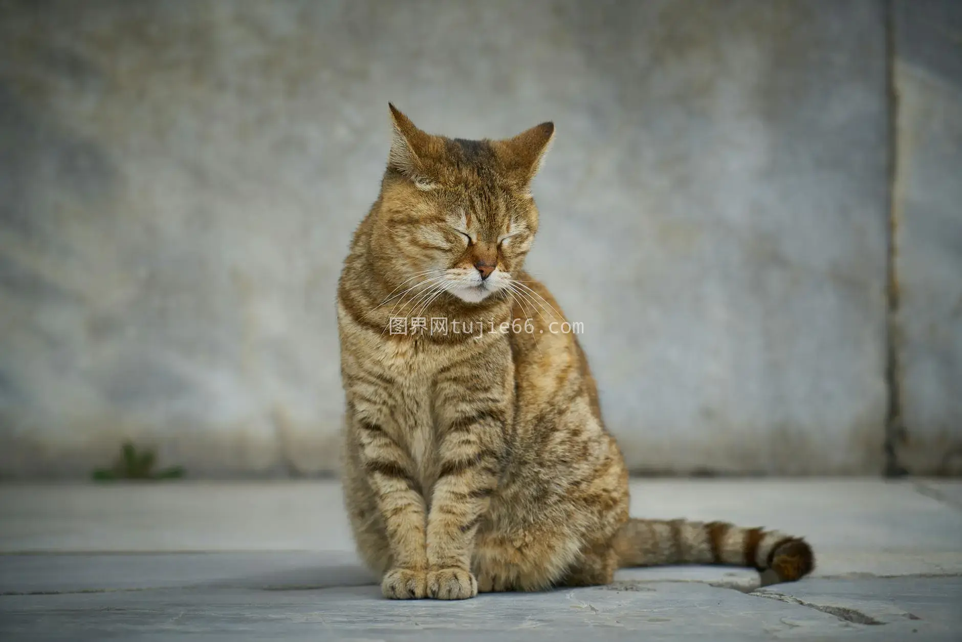 高清安静橘猫闭目混凝土背景图片