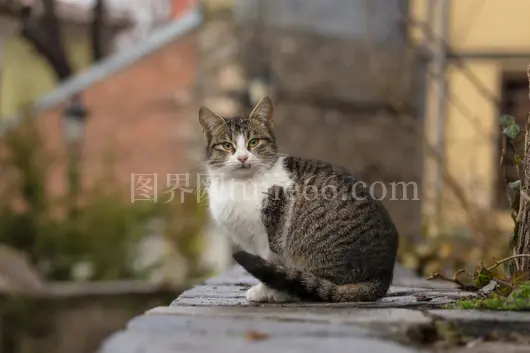 虎斑猫户外专注自然景