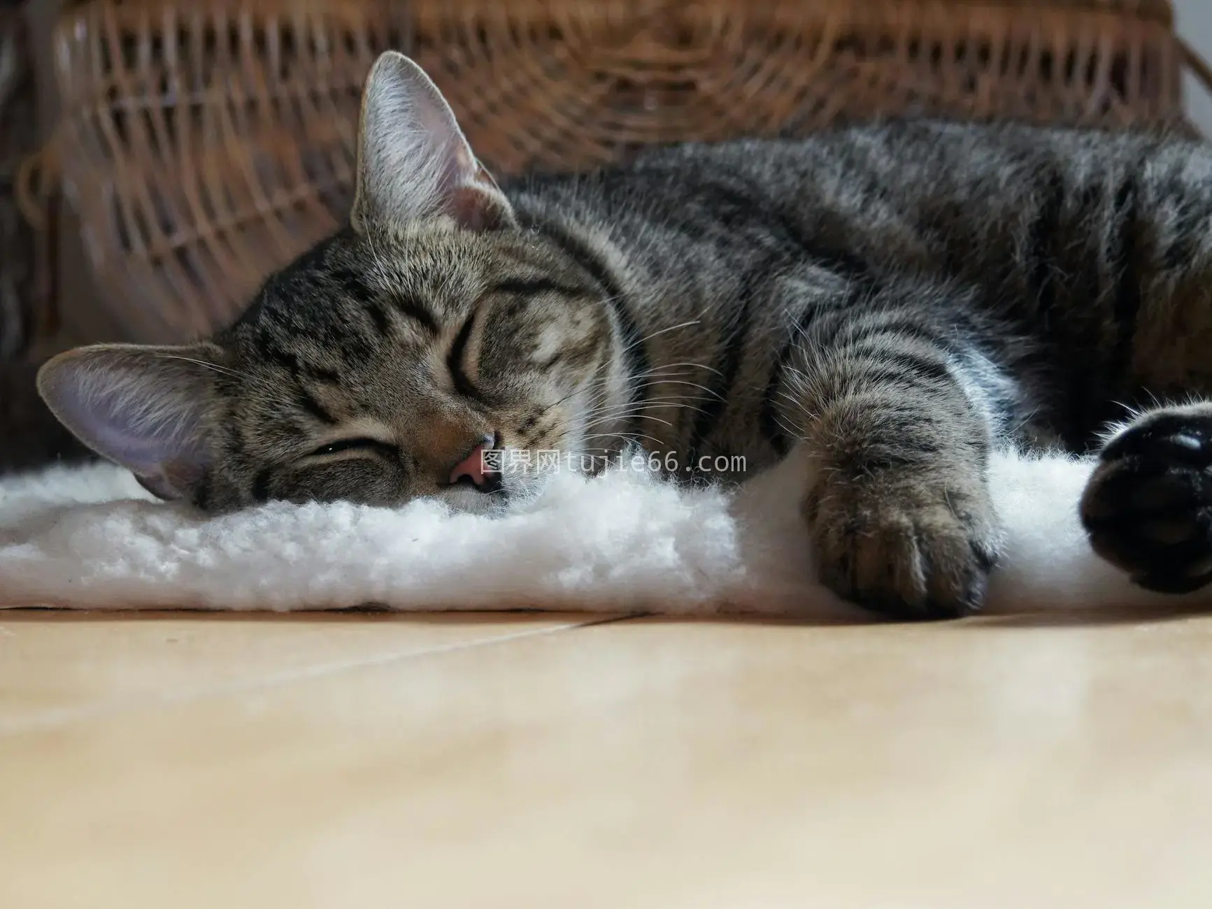 室内虎斑猫晒太阳睡意浓图片