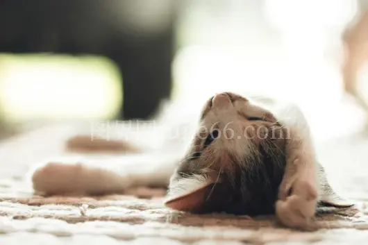 阳光小猫舒适暖意