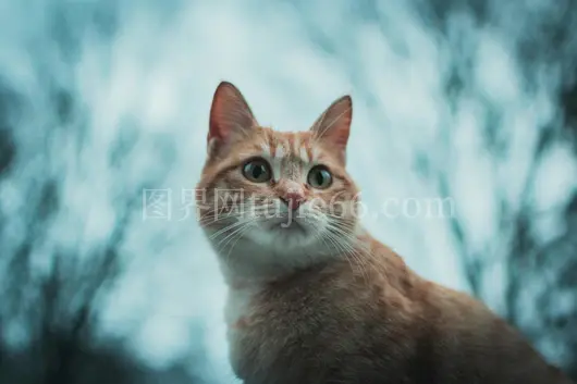 拉林户外虎斑猫眼神迷人，完美宠物肖像