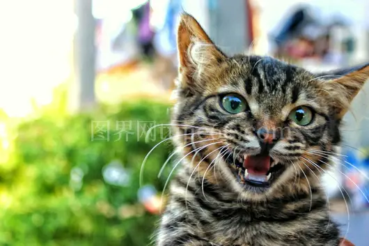 橘猫明眸近照，户外背景朦胧美
