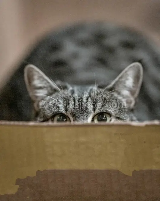 虎斑猫好奇探箱