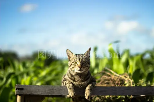 虎斑猫户外悠闲绿意环绕
