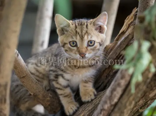 虎斑小猫树上顽皮好奇