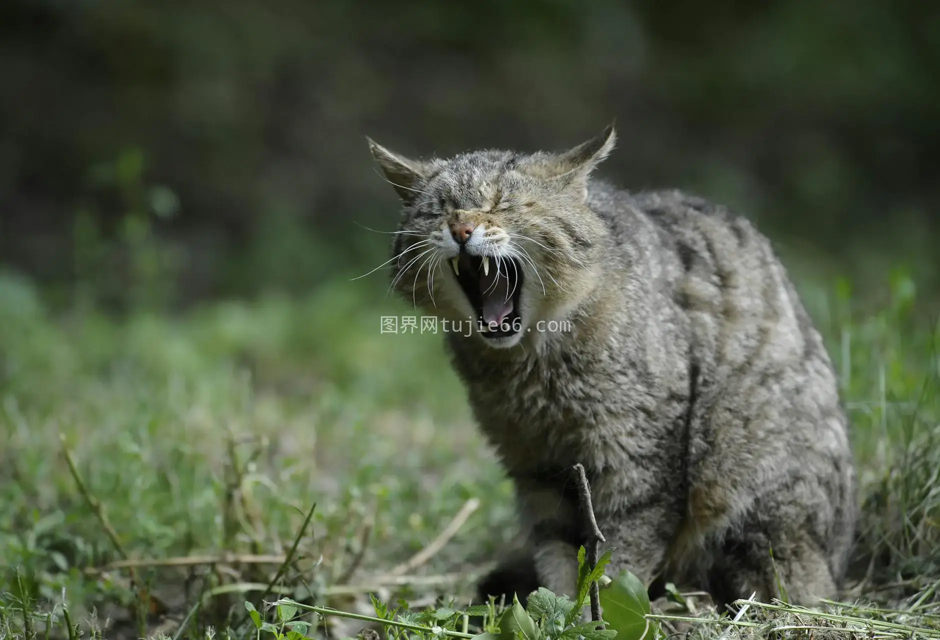 特写野生猫头鹰獠牙自然草地图片