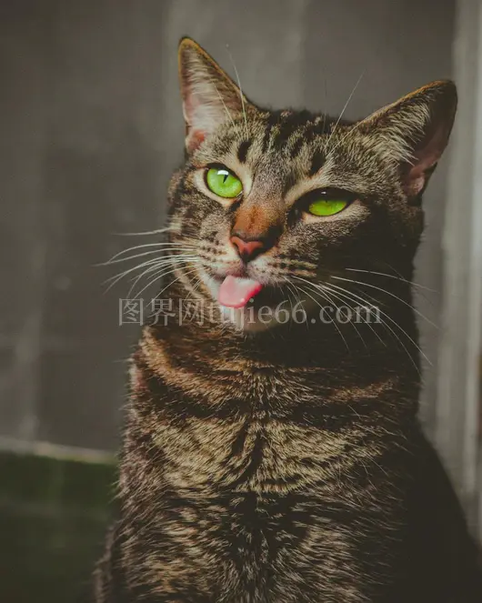 橘猫绿色眼舌伸室内特写