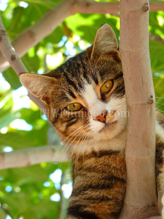 橘猫树枝探视阳光景